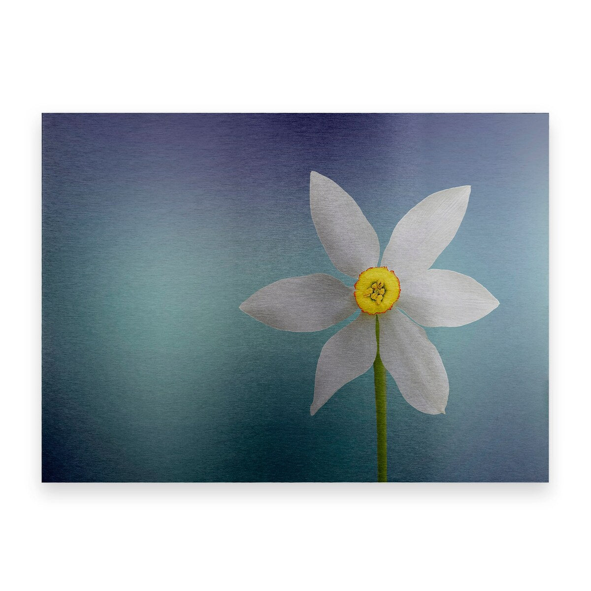Floating Bess Bess Hamiti 'Flower Of Paradise' Floating Brushed Aluminum Art – Overstock